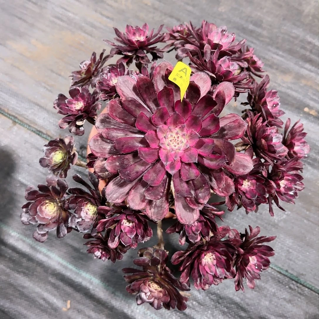 紫霞仙子321多肉多肉