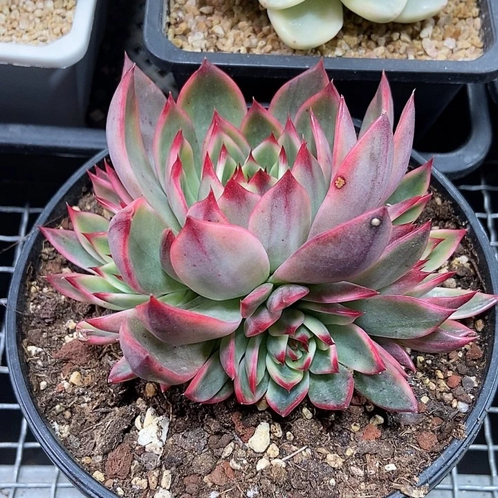 桃花锦群多肉植物