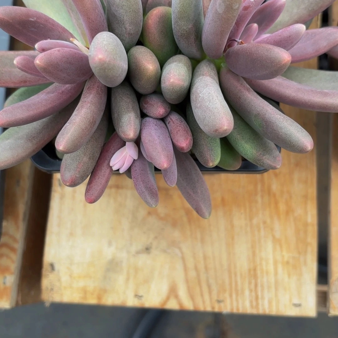 爱****肉Bvbjjjhhhhghhvvvvvvvv