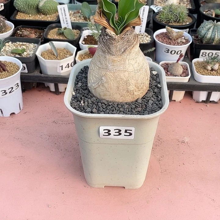 ****️330产地大巨凤之卵