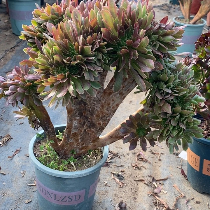 娜迦缀多肉植物14