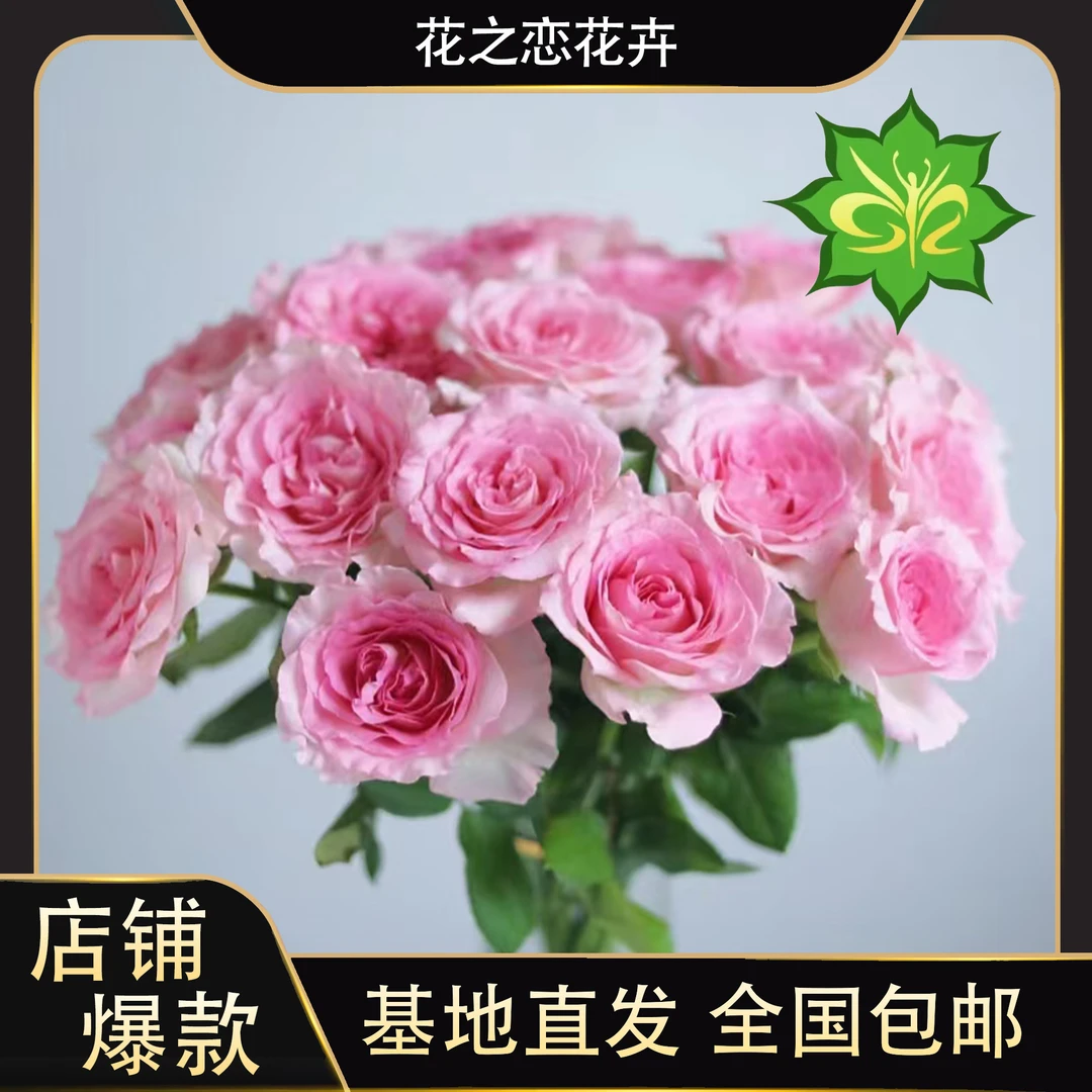 洛神玫瑰    居家办公优选《东北基地发货》