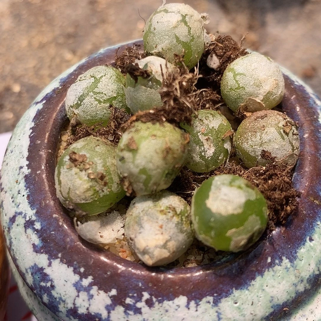 2346大哈默灯泡一颗。