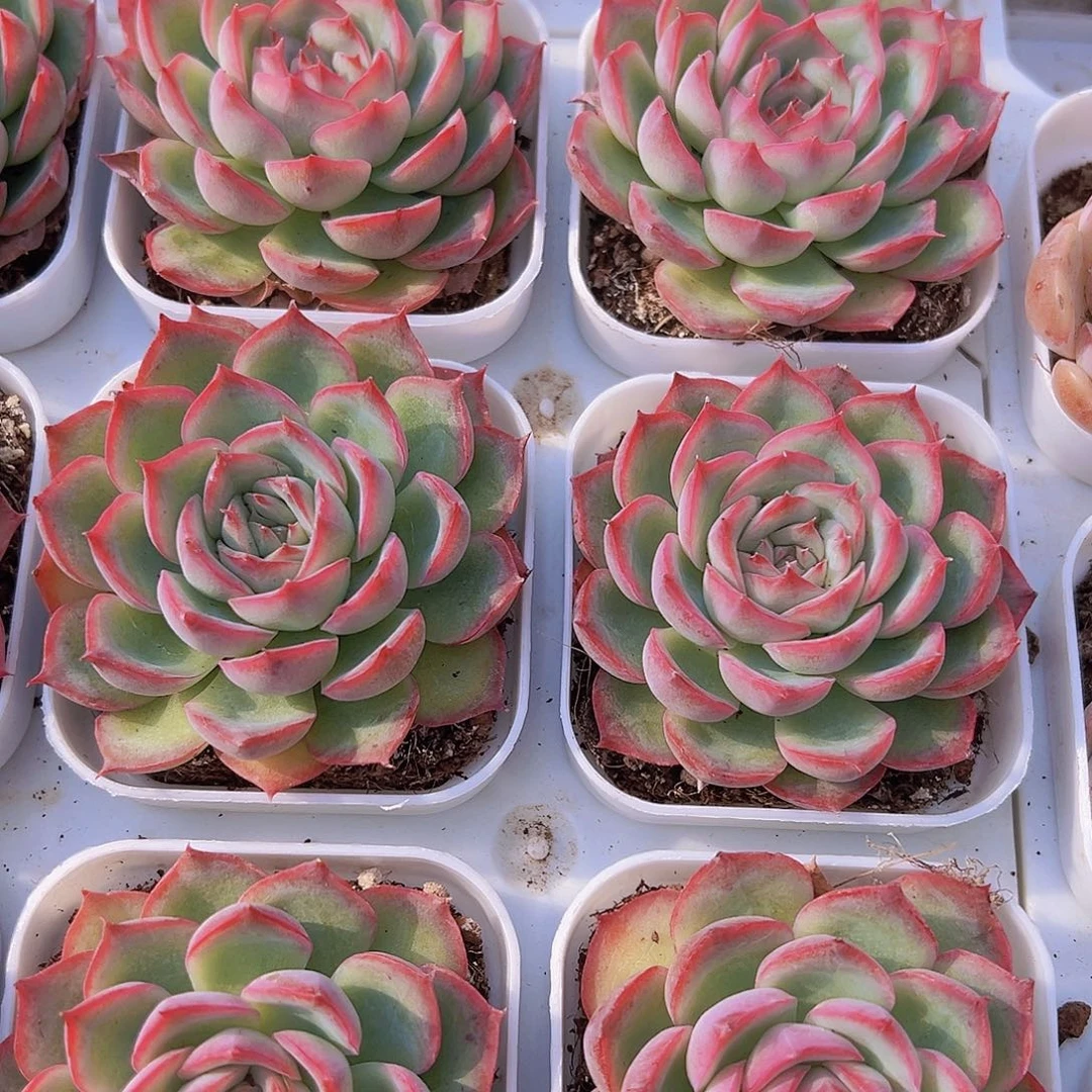 精品侧影19包邮多肉