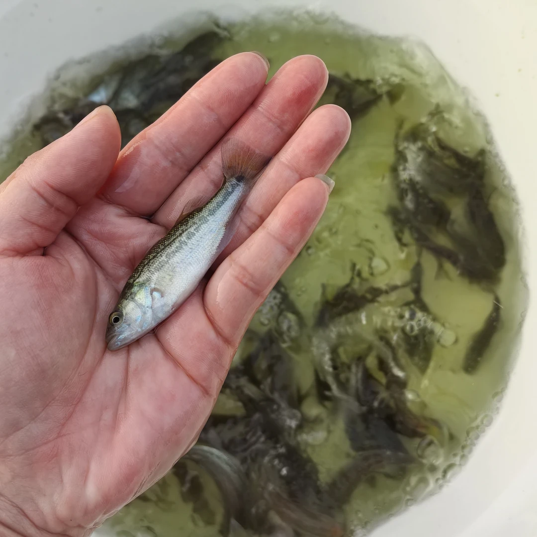 重庆加州鲈鱼 水族活体鱼