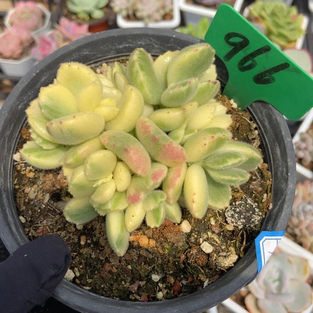 966彩虹熊多肉植物保护研究所