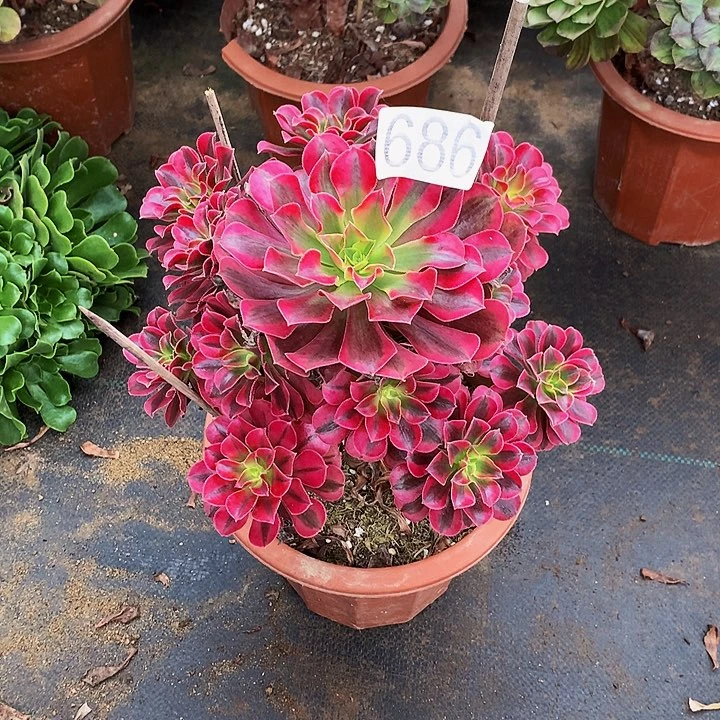 弓****介多肉美杜莎6860000