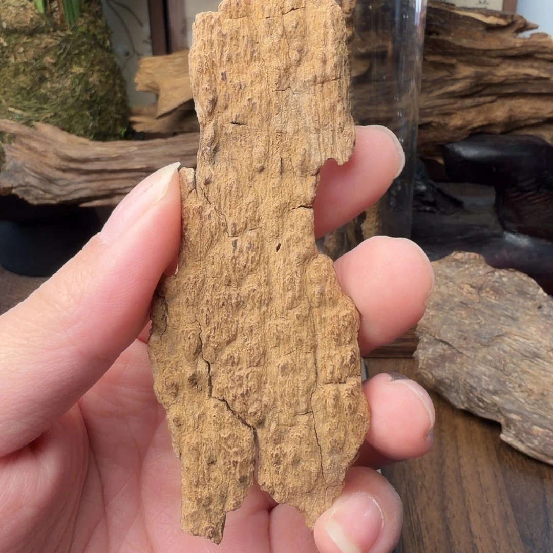 沉香斯里兰卡红土