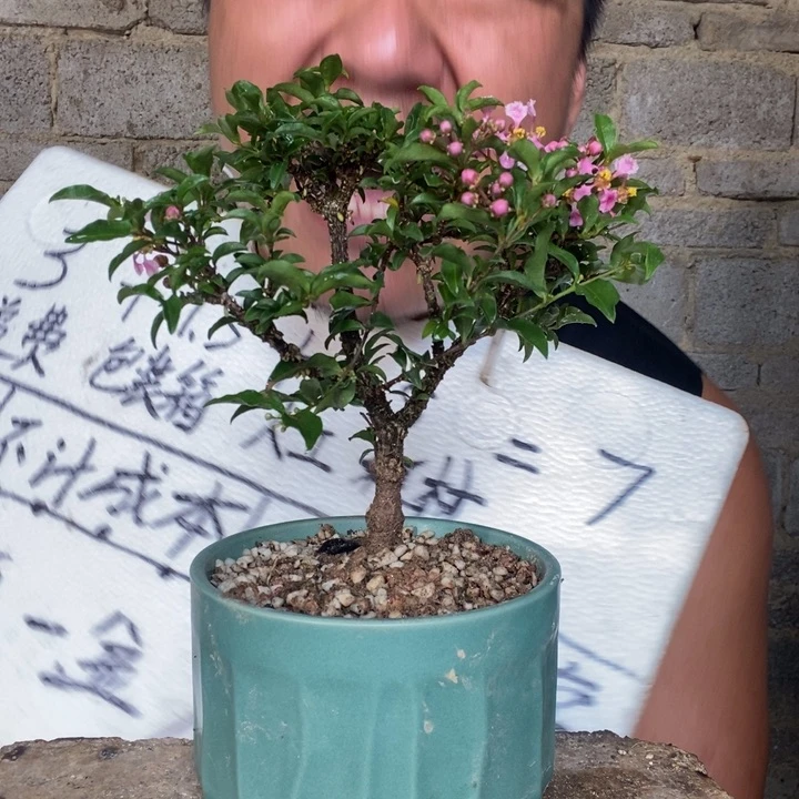 掉花不管，介意别拍。44