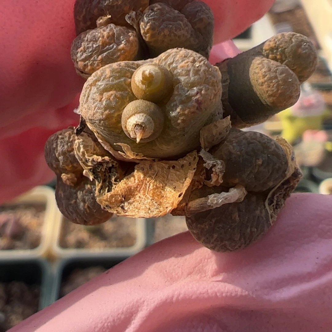 116 好看的多肉冲冲冲q