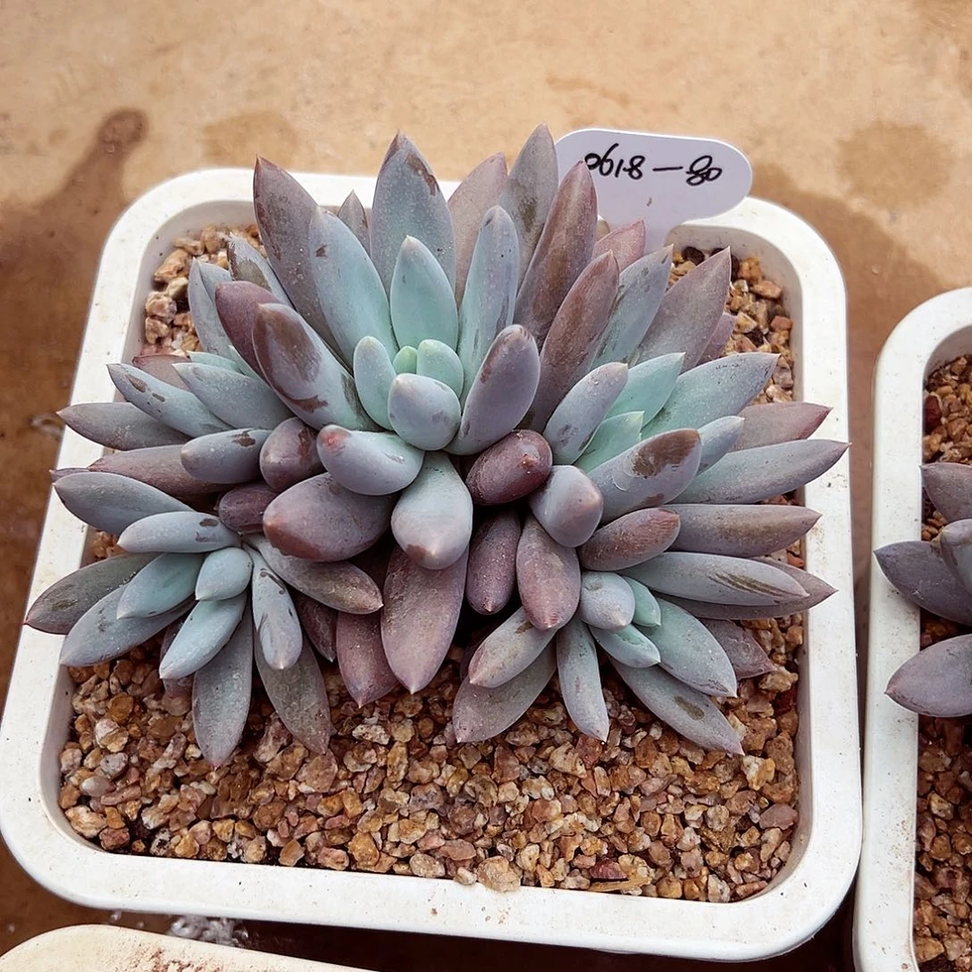 0618-80哥特萝莉。