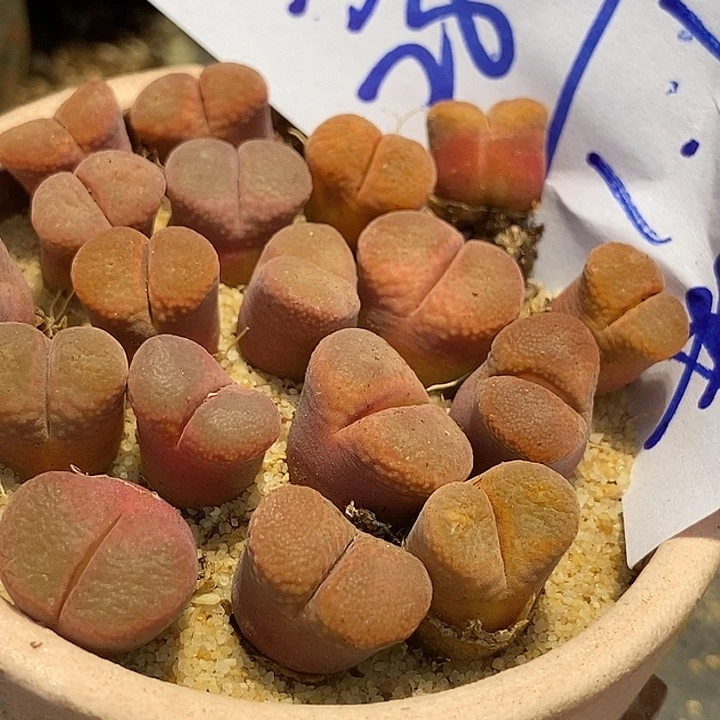 28525粉蛋糕风铃一颗