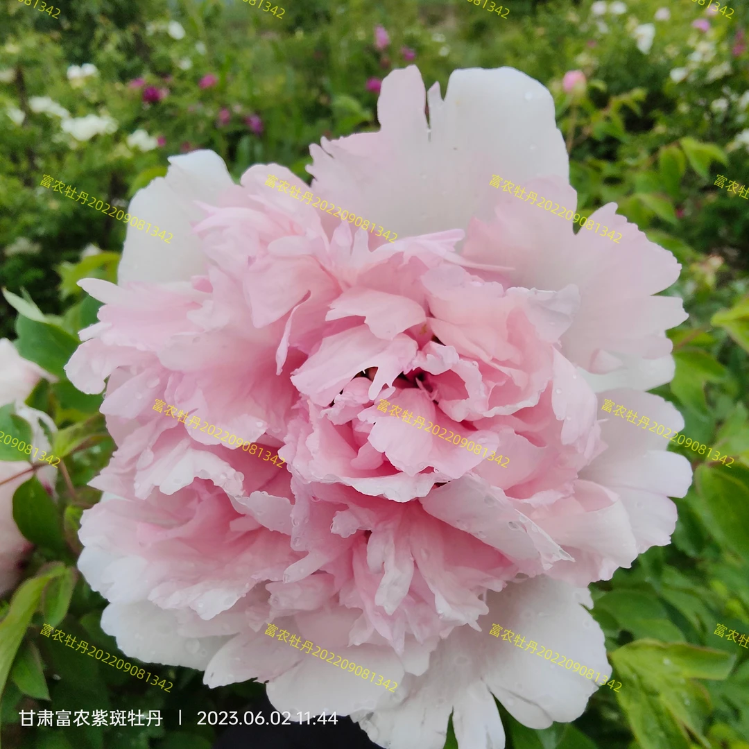 富农紫斑牡丹粉色系新品种202209081342牡丹苗花卉牡丹花鲜花
