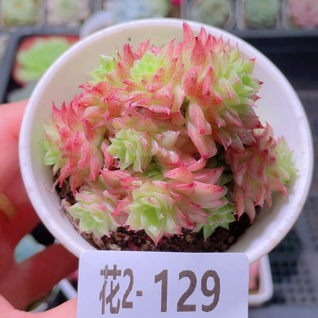 花利美2-129麦秆群