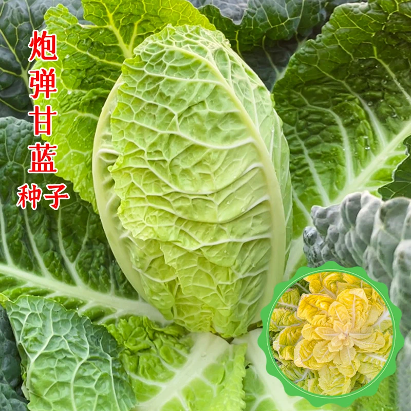 美农汇炮弹甘蓝种子特色泡泡甘蓝甘兰种籽四季蔬菜包心菜种孑