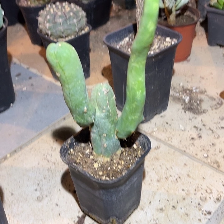 无花朵程程柱三头群生