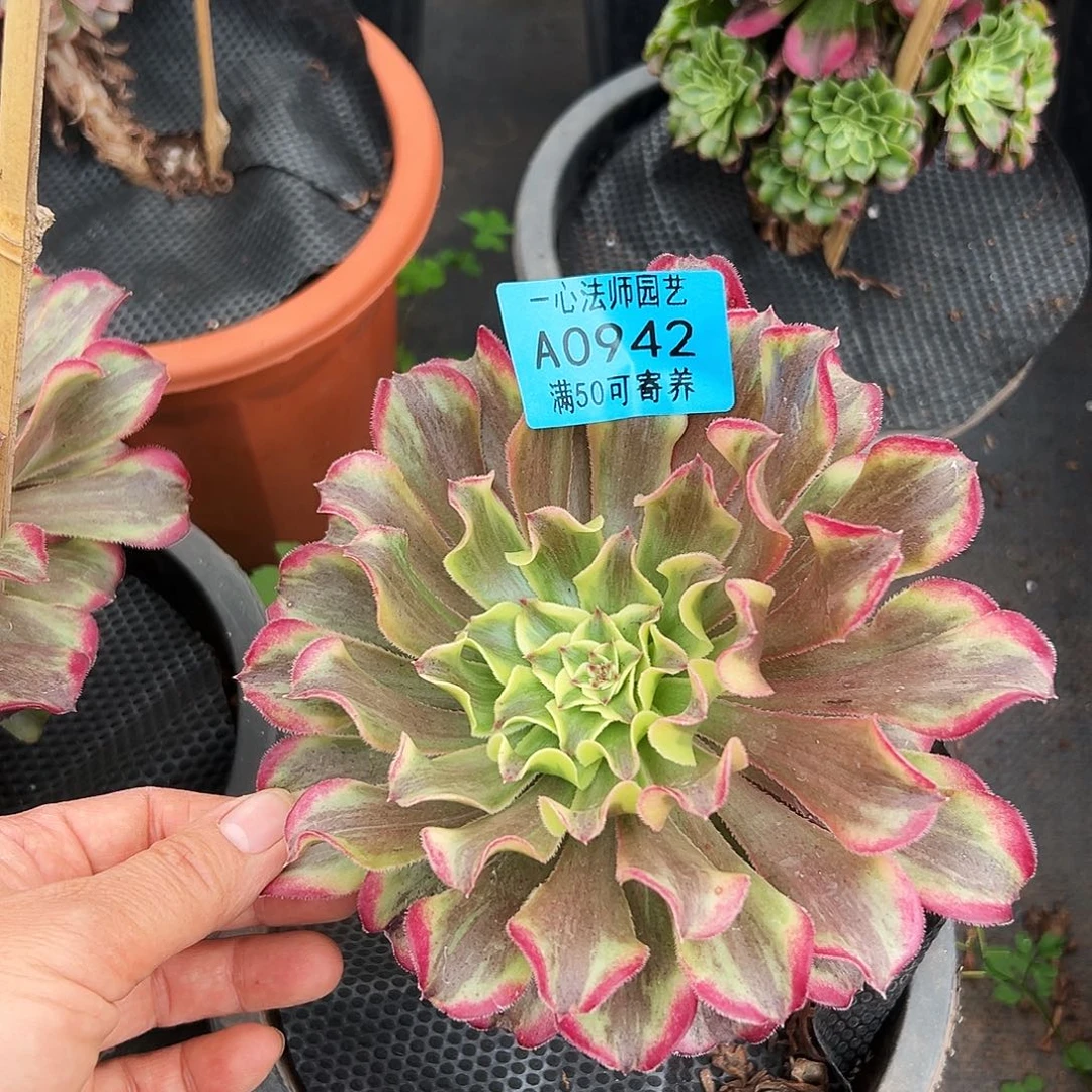 0942多肉植物波澜单头