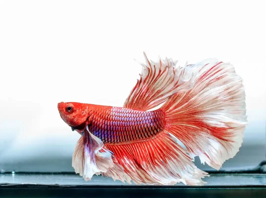 泰国斗鱼观赏鱼热带鱼