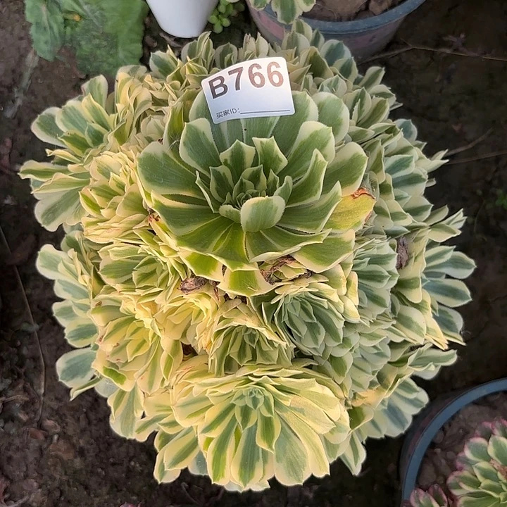 迈巴赫8-28-766偏远不包邮