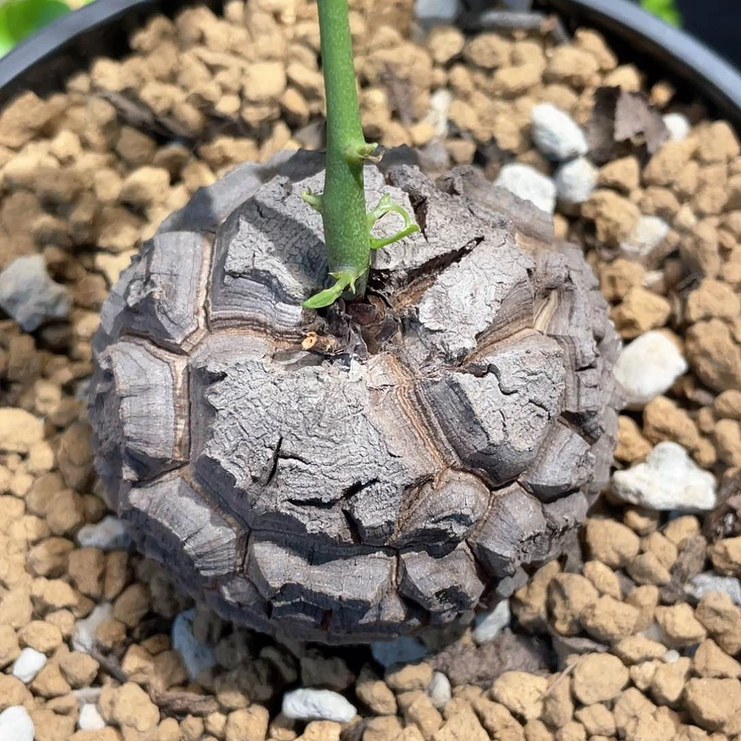24号龟甲龙6.5公分