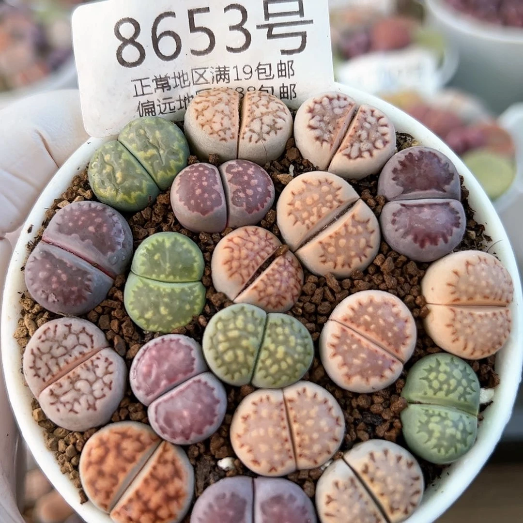 好养易活生石花大母本8653