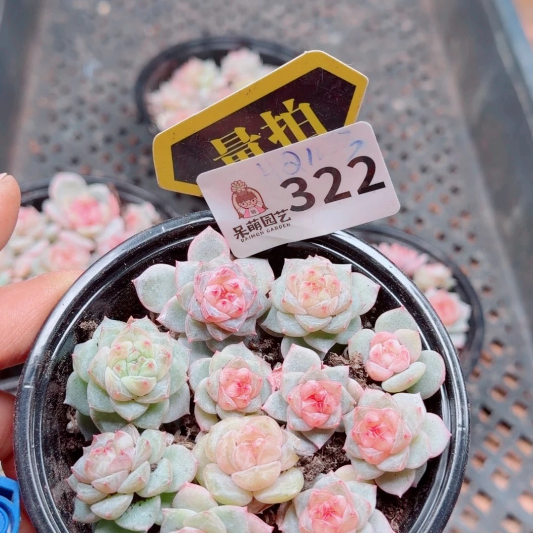 多肉植物多肉植物