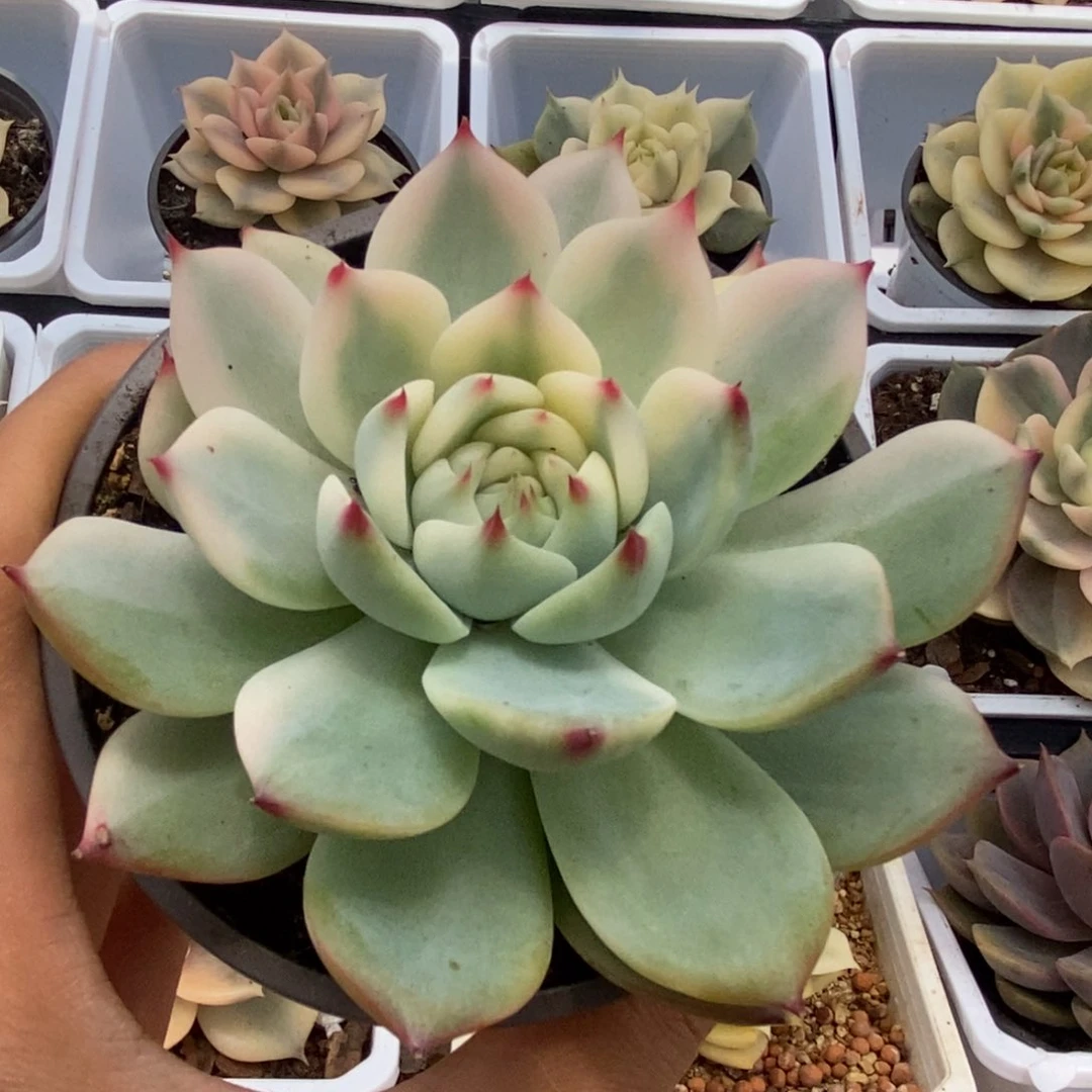 584锦锦华锦锦锦锦锦