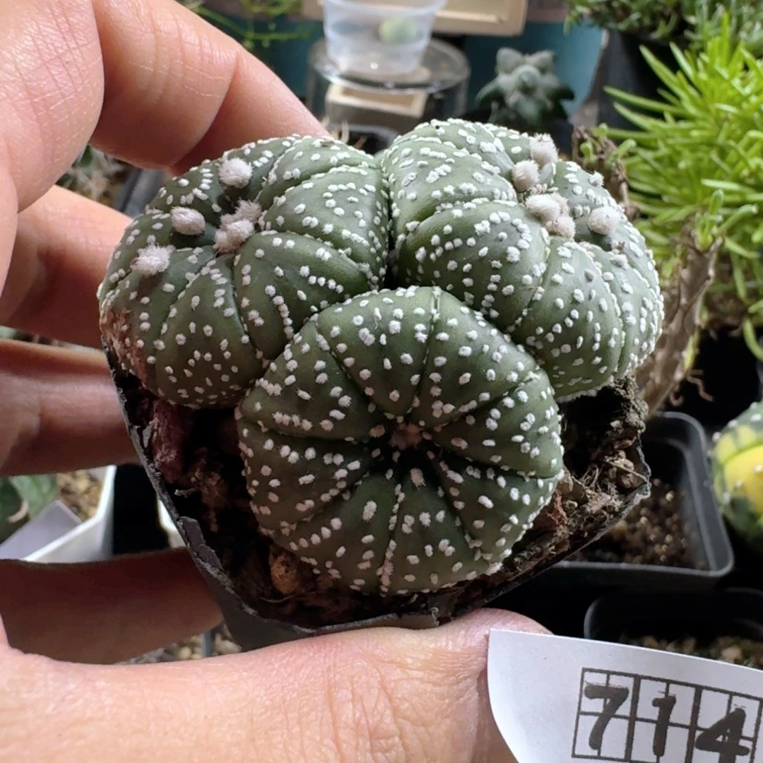 714星兜实生带盆发货