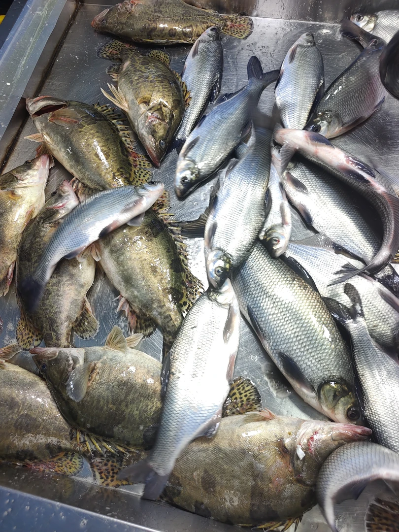 淡水鱼套盒（鳌花鱼，白鱼）三条