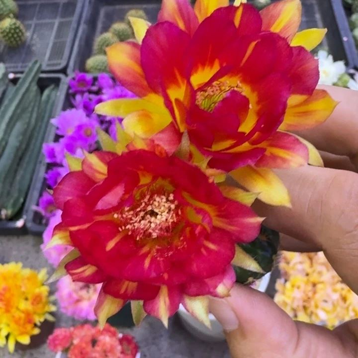 22丽花98歪3公分左右无根侧牙，20包邮
