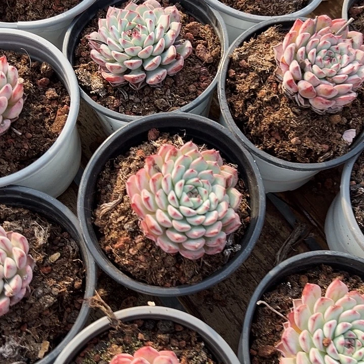 蓝姬莲        单双混发