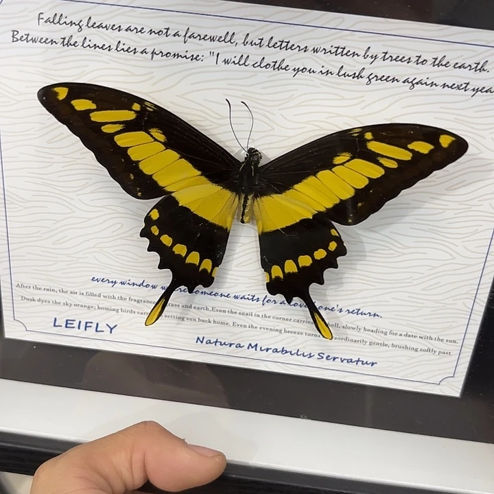 超***头蝴蝶标本定制018@