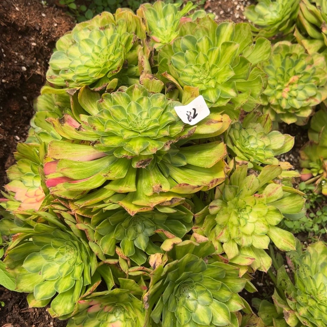 82知否两颗诺肉字字珠玑