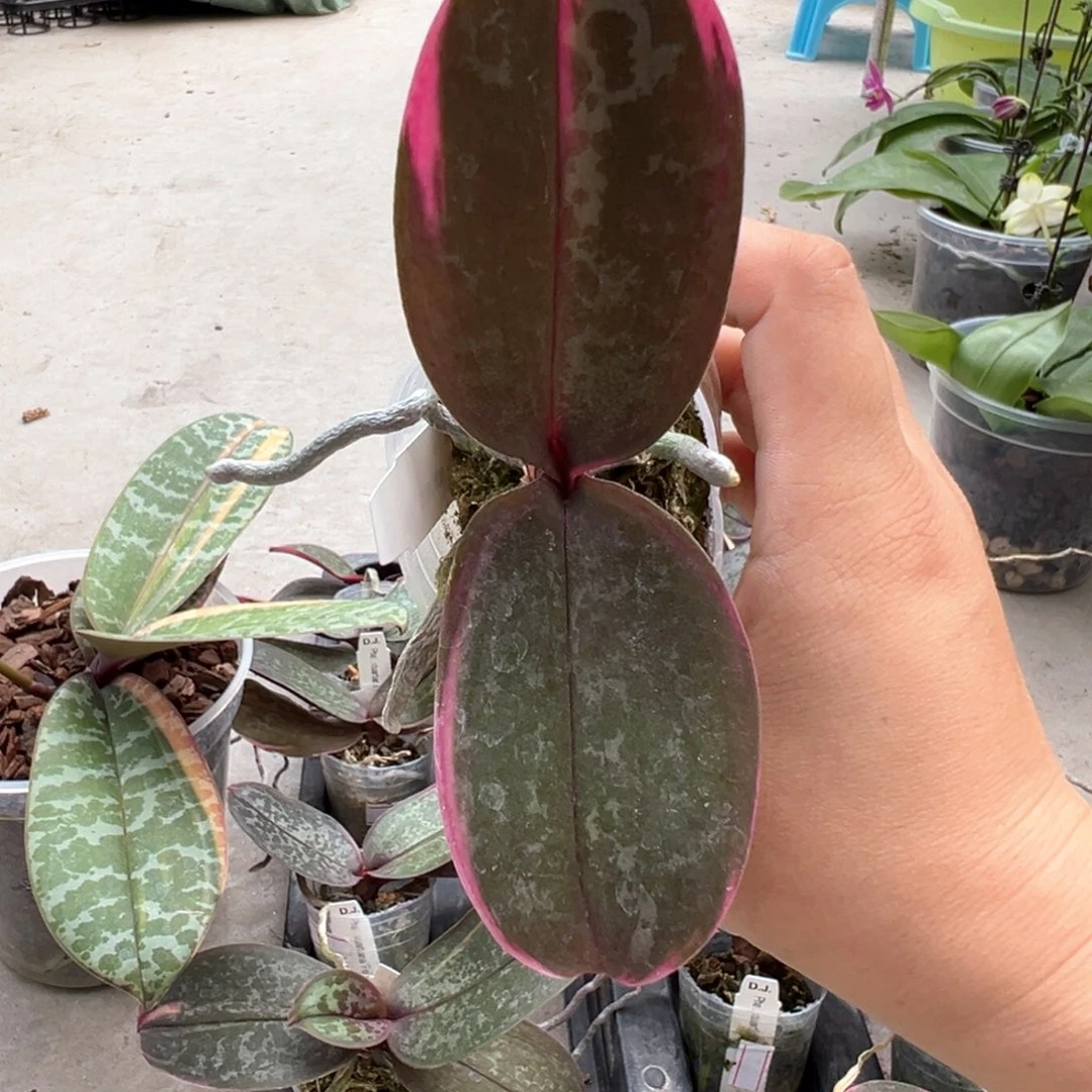 L***n当前无花栽培后可以开花彩虹叶异