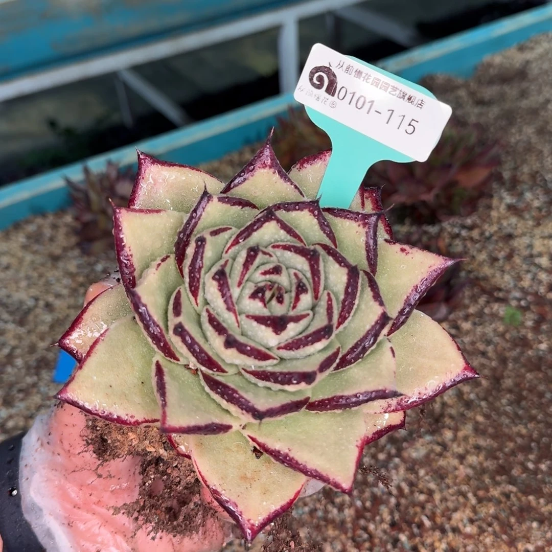 从前慢花园多肉编号0101-115