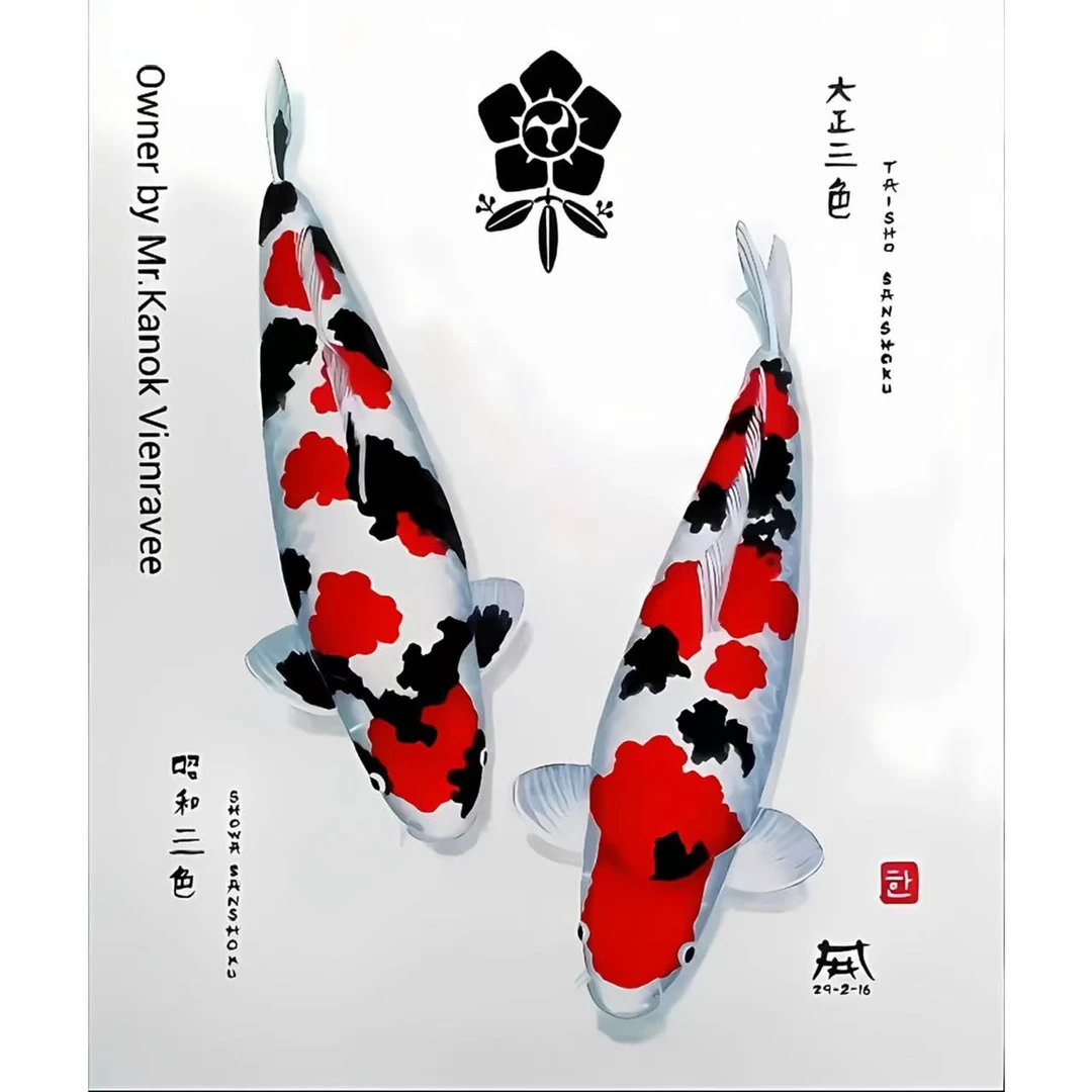 精品锦鲤观赏鱼红白 大正 火鲤 黄金鱼场包邮