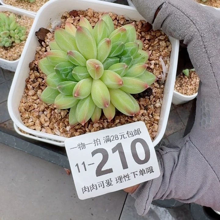 泡***泡胖体青花瓷无盆土发货无盆