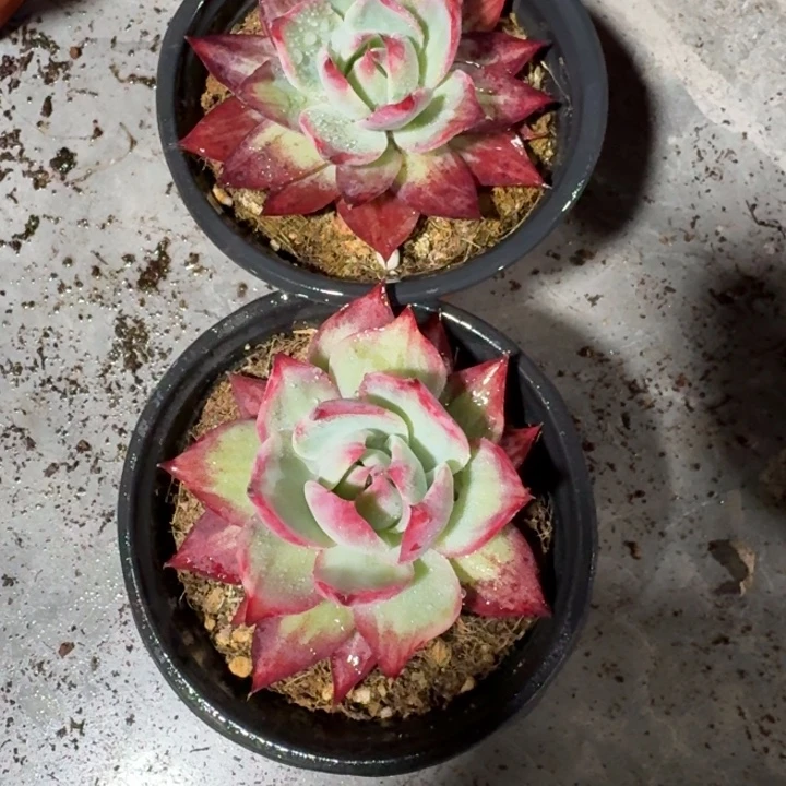 1227号2颗惊鸿仙子