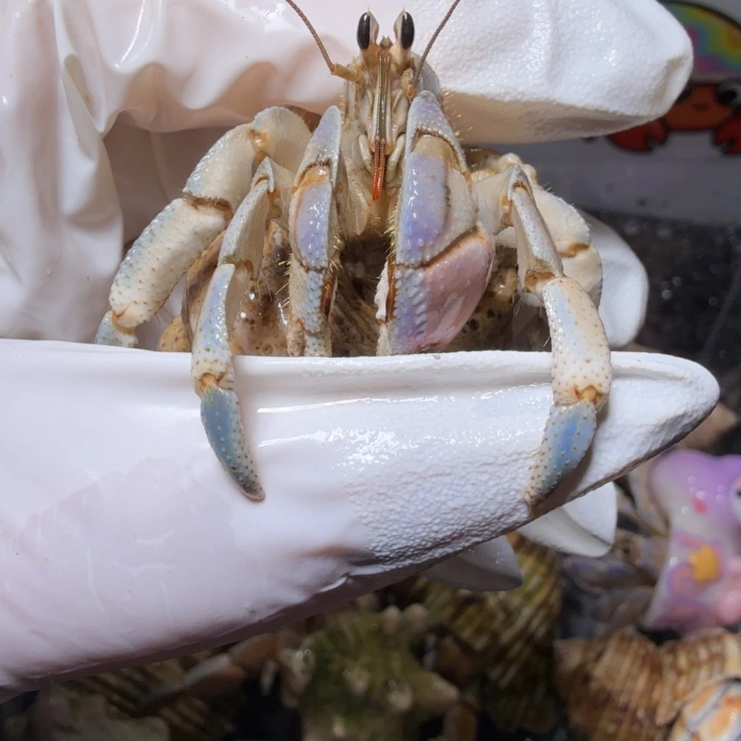 2.2口浅蓝粉色。