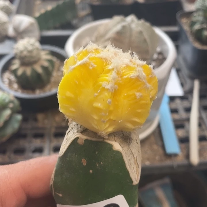 仙人球鸾核262号球