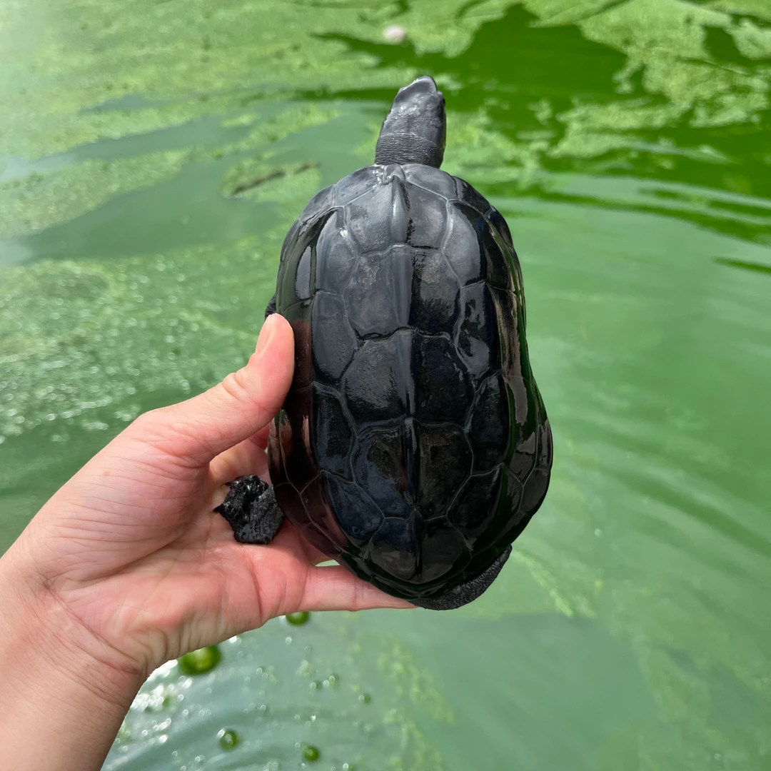 一只正宗外塘9年墨龟【请勿私自下单】