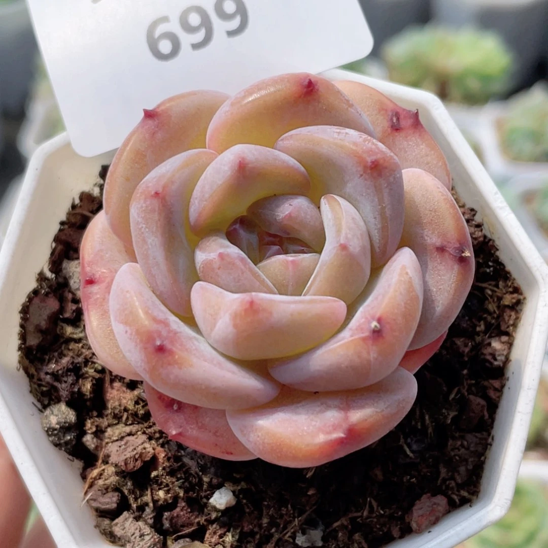 699号糖心冰心珍妮