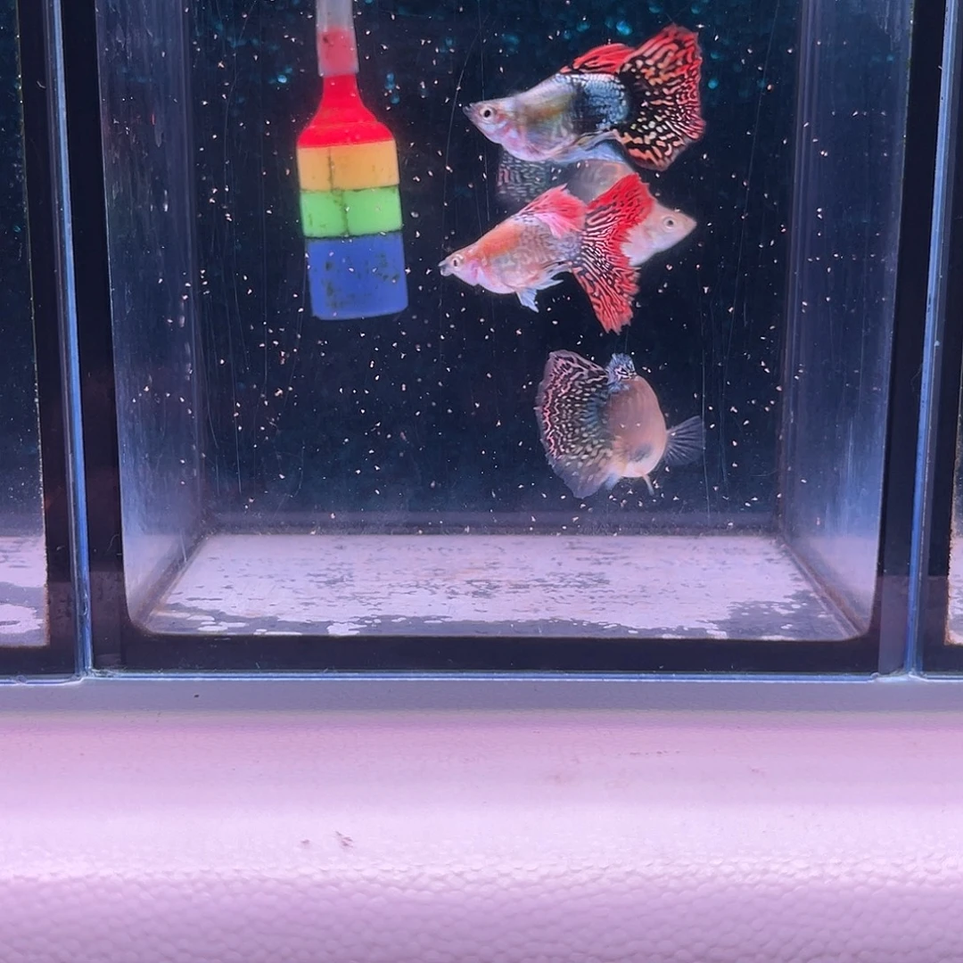 黑玛丽鱼675号七彩龙鳞球2对