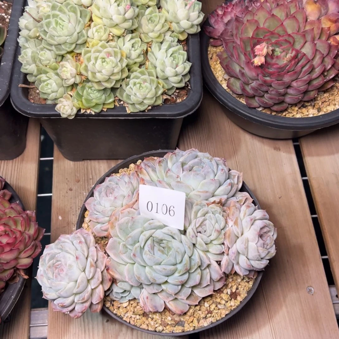 金**串0106肉多哦哦肉多么