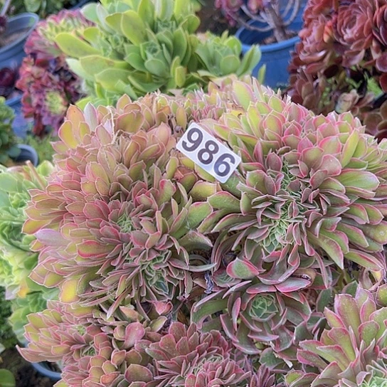 ༄***࿐多肉植物一个法师
