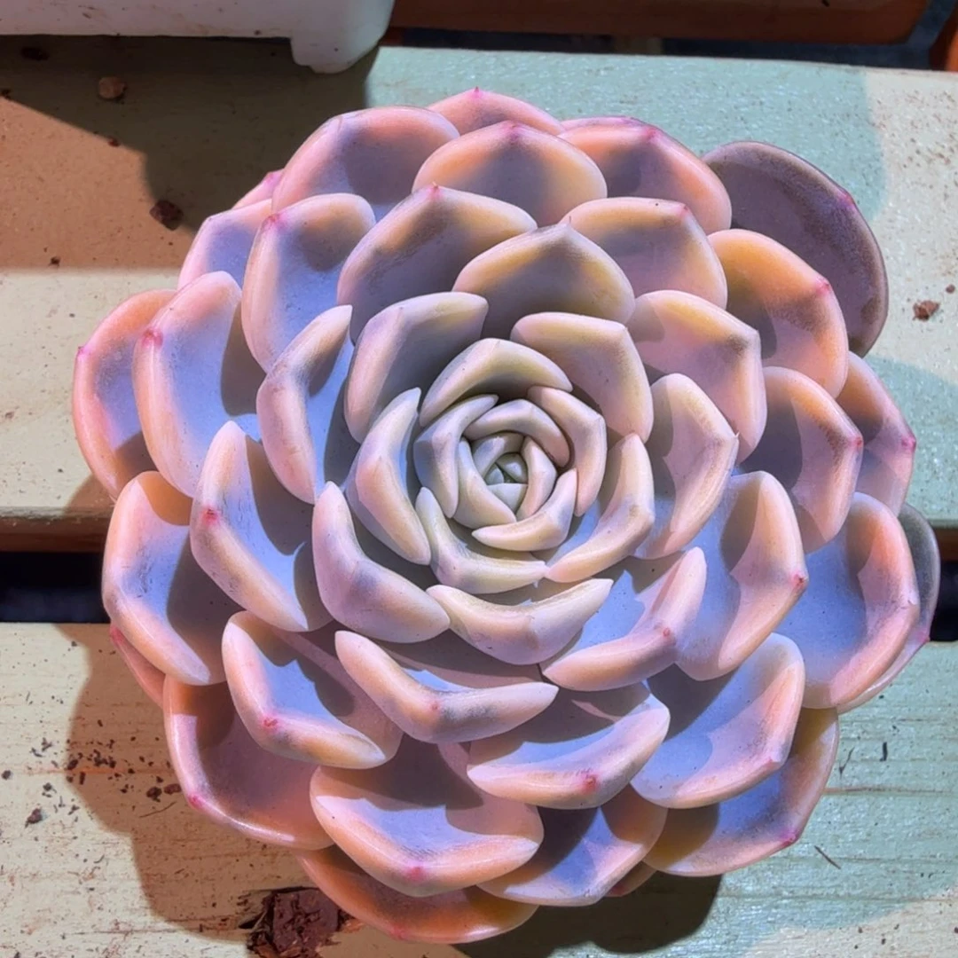 汉堡锦，锦上园艺一物一拍