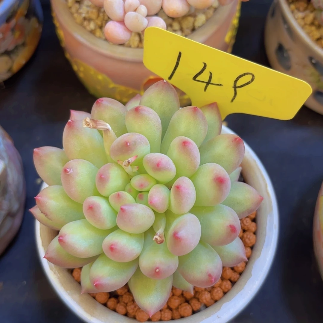 孙*萌我的小可爱们都好可爱