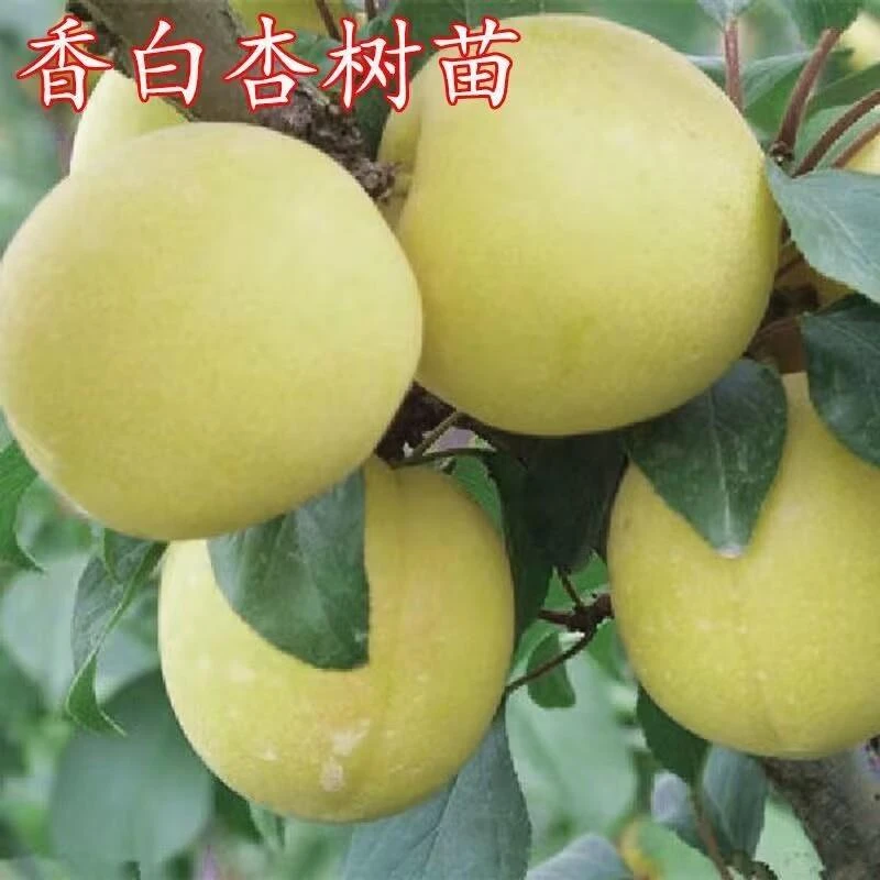 香白杏树苗嫁接纯甜杏子苗盆栽南北方种庭院地栽果树果苗当年结果