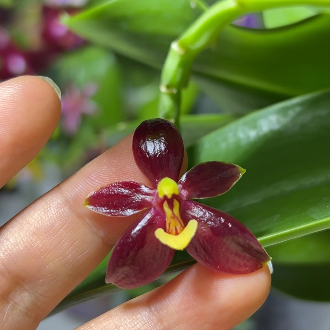 当前无花栽培后可以开花红鹿角苗