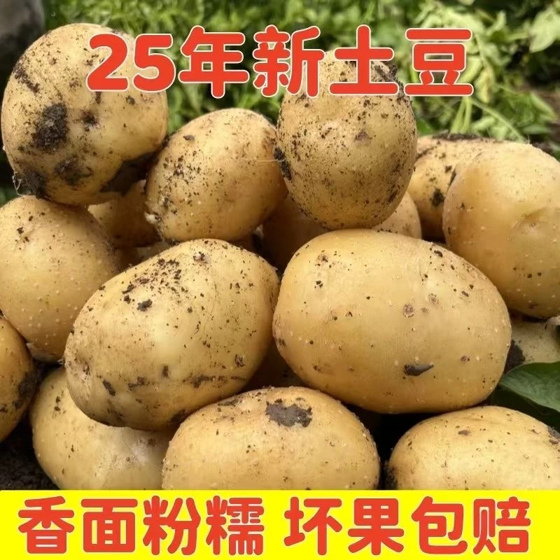 东北黑土地黄心土豆软糯沙面口感当季新鲜蔬菜